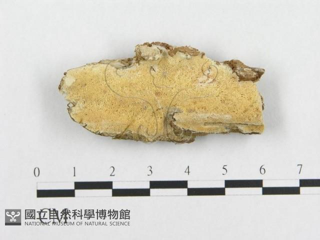 登錄號:F0007124藏品圖，第1張