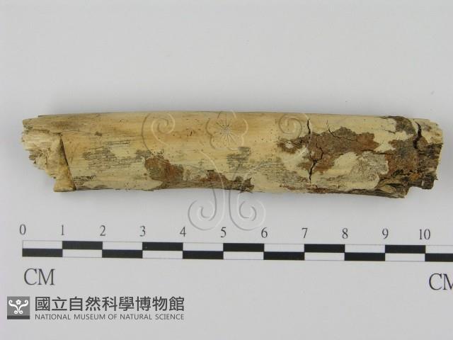 登錄號:F0005124藏品圖，第1張