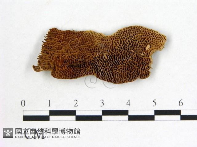 登錄號:F0006024藏品圖，第1張