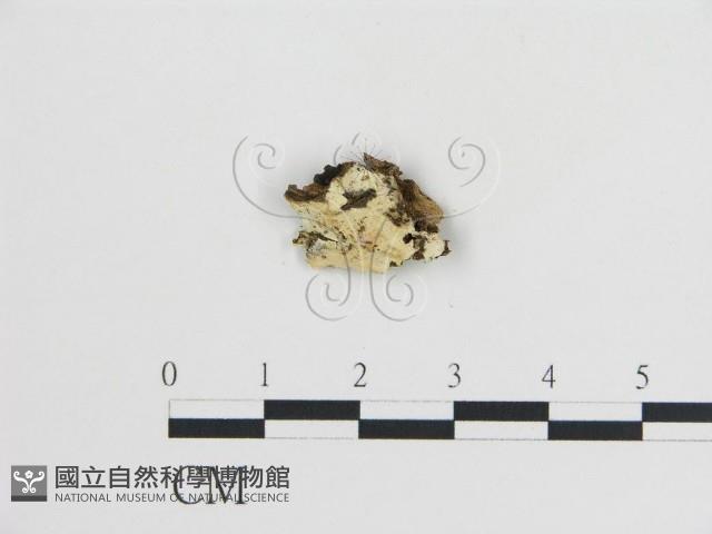 登錄號:F0004024藏品圖，第1張