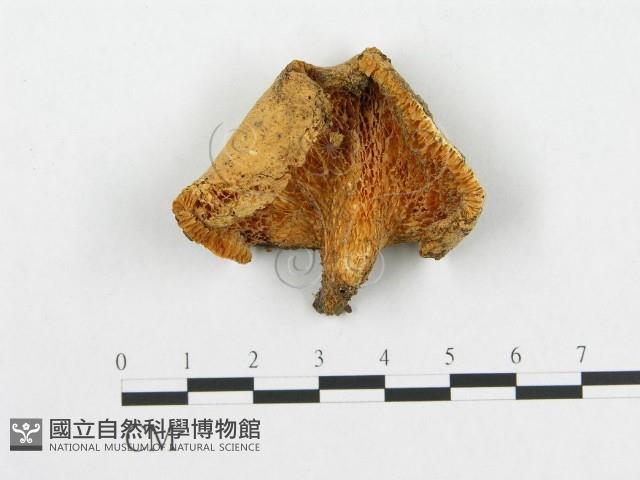 登錄號:F0007024藏品圖，第1張
