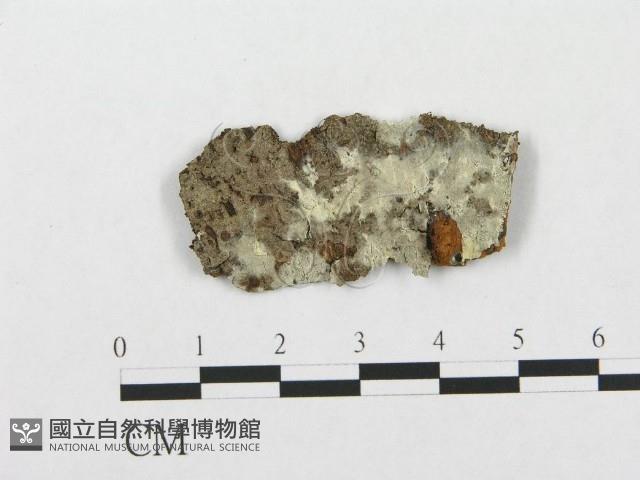 登錄號:F0005024藏品圖，第1張