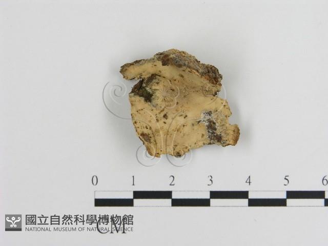 容氏菌屬藏品圖，第1張