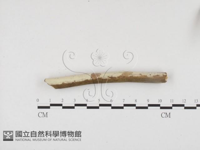 冇骨消絲齒菌藏品圖，第1張