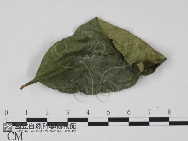 登錄號:F0008324藏品圖，第1張