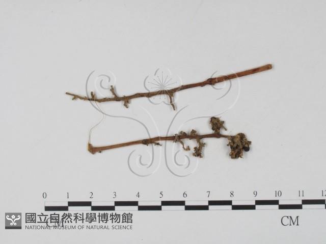 登錄號:F0009324藏品圖，第1張