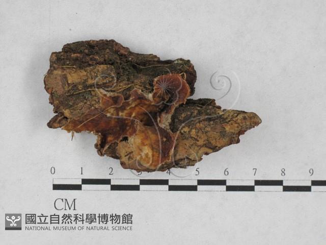 登錄號:F0028204藏品圖，第1張