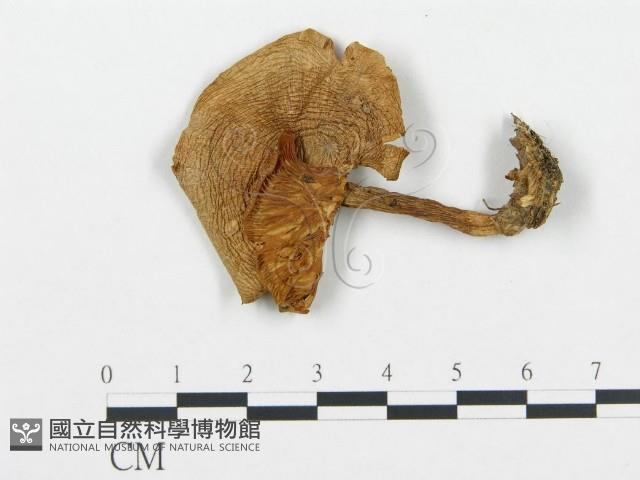 登錄號:F0008204藏品圖，第1張