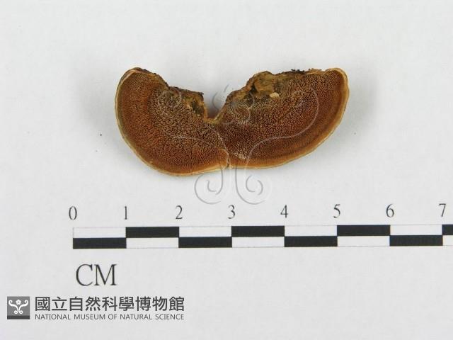 登錄號:F0016204藏品圖，第1張