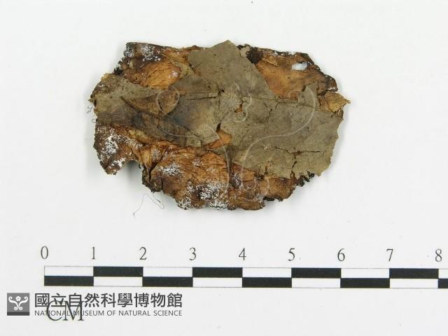 傘菌屬藏品圖，第1張