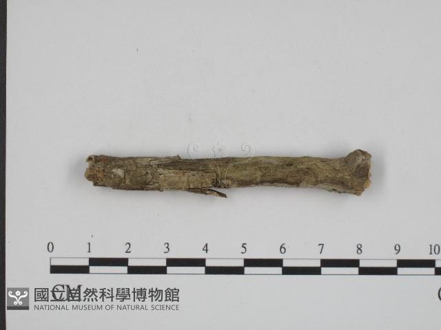 登錄號:F0004204藏品圖，第1張