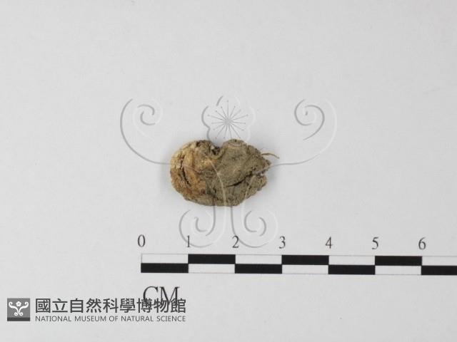 四孢蘑菇藏品圖，第1張