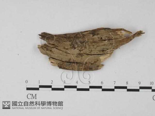 登錄號:F0015204藏品圖，第1張