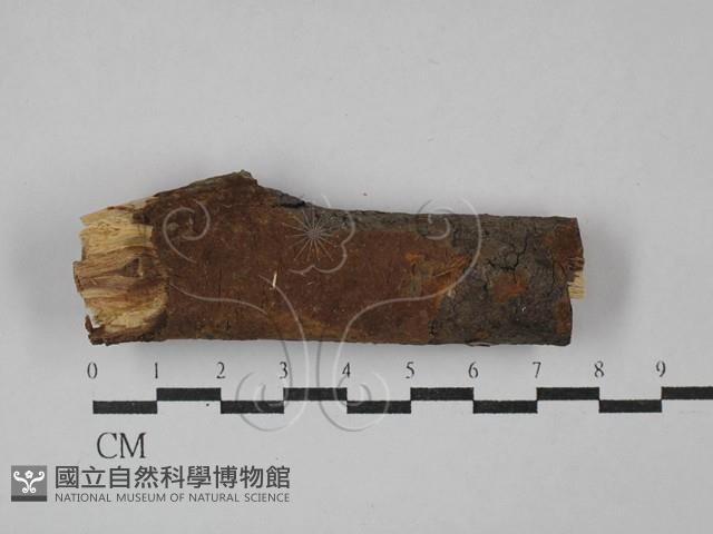 刺革菌屬藏品圖，第1張