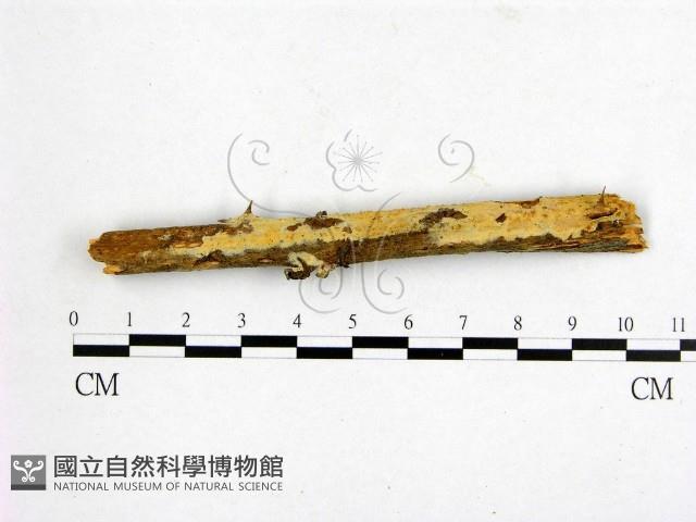 登錄號:F0003204藏品圖，第1張