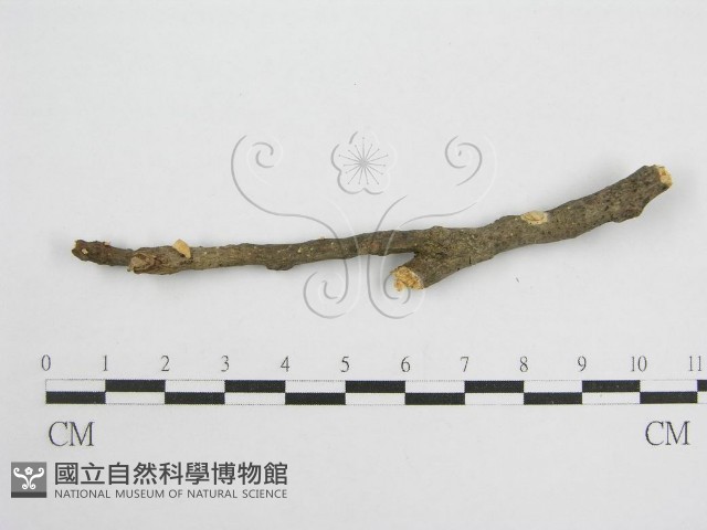 微皮傘屬藏品圖，第1張