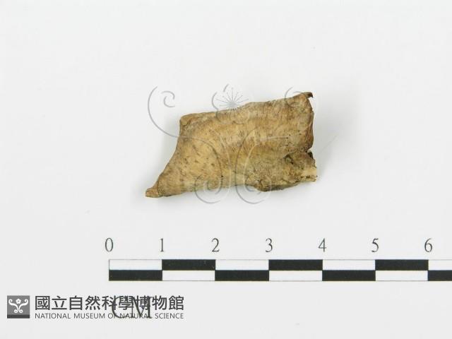 煙管菌藏品圖，第1張