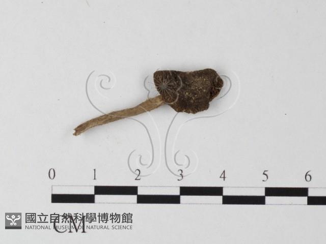 登錄號:F0004404藏品圖，第1張