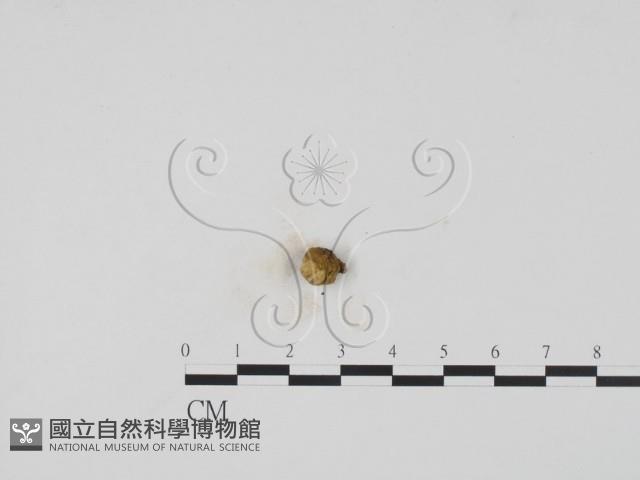 登錄號:F0005404藏品圖，第1張
