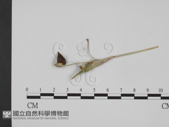 登錄號:F0009404藏品圖，第1張