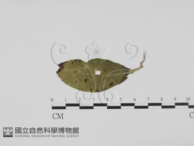 登錄號:F0019404藏品圖，第1張