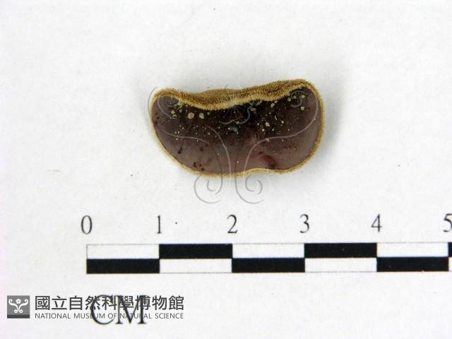 毛木耳藏品圖，第1張