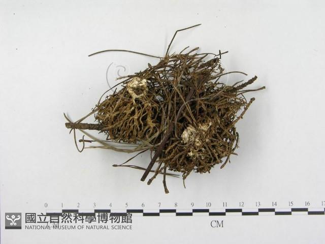 登錄號:F0008504藏品圖，第1張