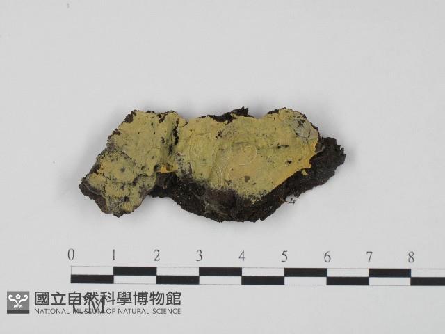 登錄號:F0004504藏品圖，第1張