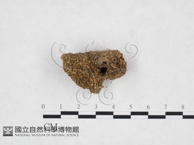 登錄號:F0007504藏品圖，第1張