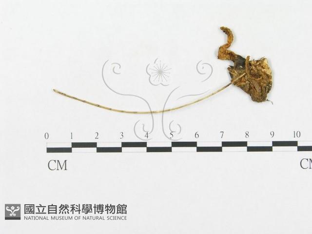 登錄號:F0005504藏品圖，第1張