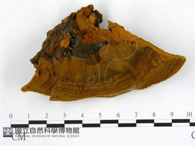 登錄號:F0009504藏品圖，第1張