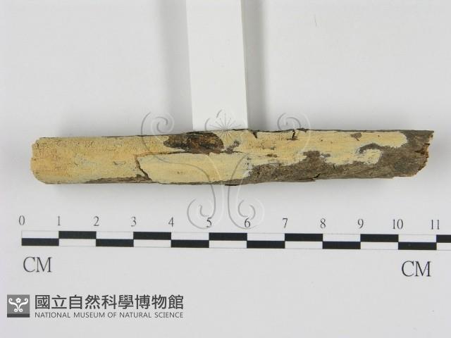 登錄號:F0000104藏品圖，第1張