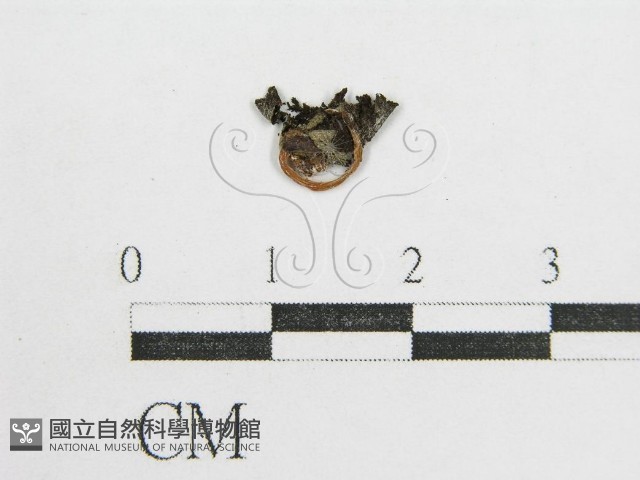 鬼傘屬藏品圖，第1張