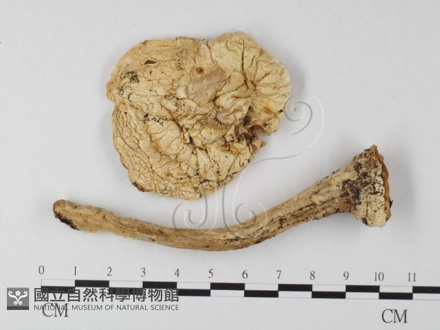 登錄號:F0016104藏品圖，第1張