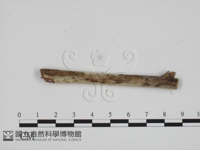 登錄號:F0001104藏品圖，第1張