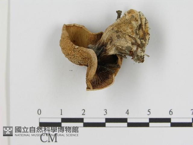 登錄號:F0017104藏品圖，第1張