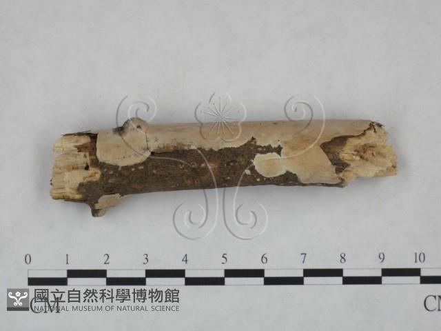 顯絲菌屬藏品圖，第1張