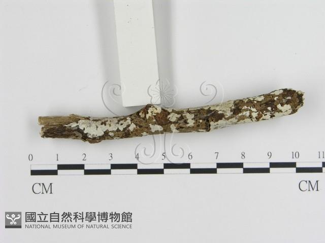 刺皮菌屬藏品圖，第1張