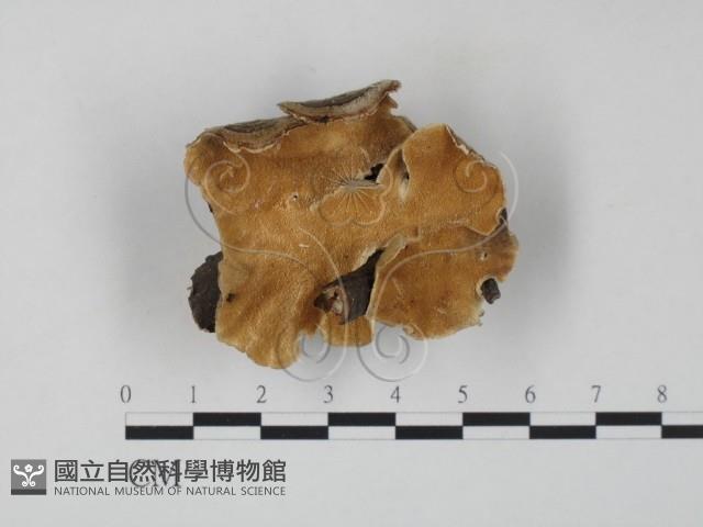 雲芝藏品圖，第1張