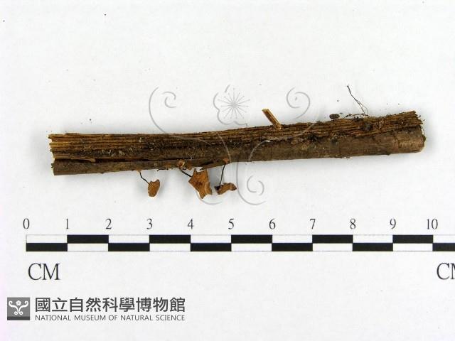 小菇屬藏品圖，第1張