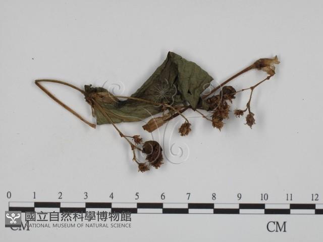 黑粉菌屬藏品圖，第1張