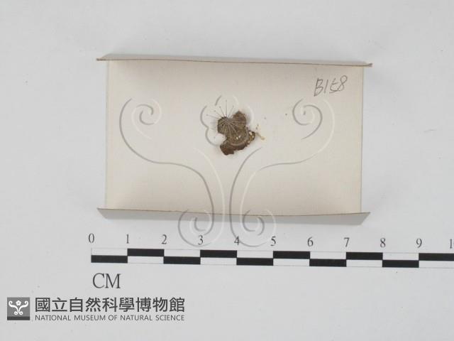登錄號:F0018004藏品圖，第1張