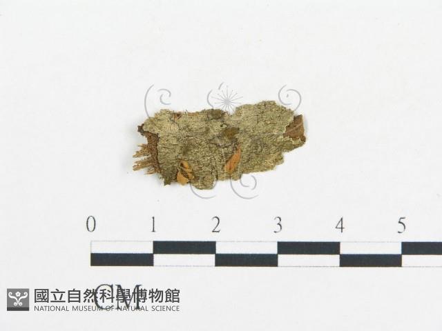 登錄號:F0010004藏品圖，第1張