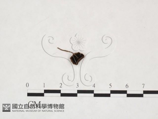 登錄號:F0026004藏品圖，第1張