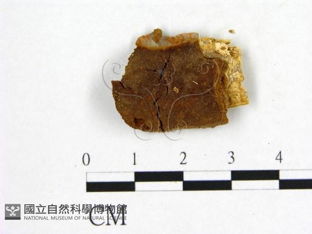 登錄號:F0006004藏品圖，第1張