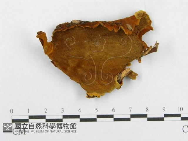 木層孔菌屬藏品圖，第1張