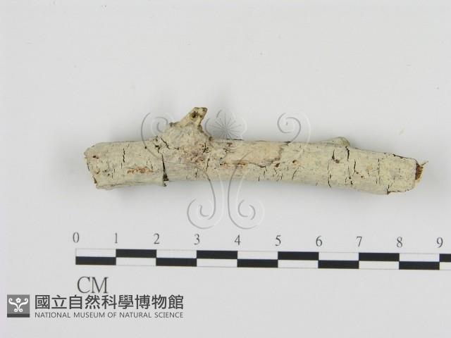 絲齒菌屬藏品圖，第1張