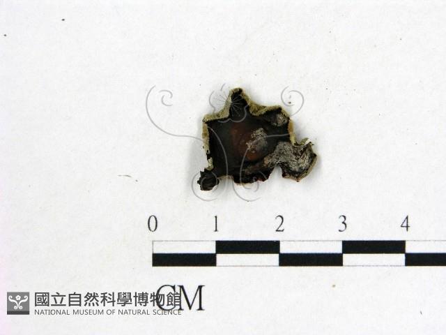 毛木耳藏品圖，第1張