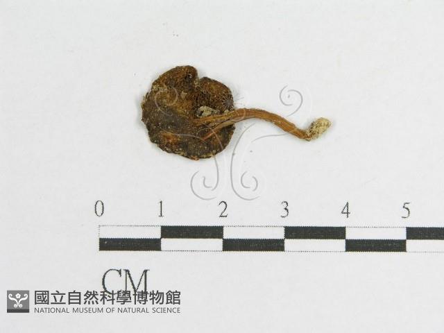 登錄號:F0011004藏品圖，第1張