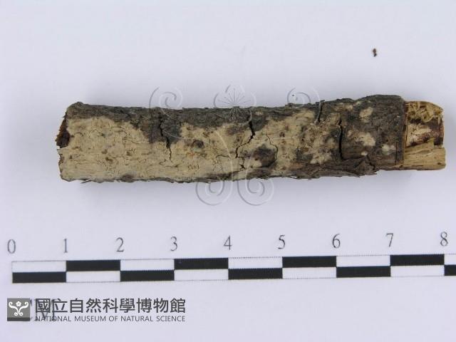 登錄號:F0004004藏品圖，第1張